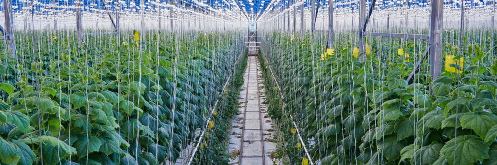 KUMARA V PRIDELAVI V RASTLINJAKIH