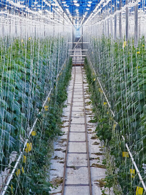 CASTRAVEȚI ÎN PRODUCȚIA DE SERE