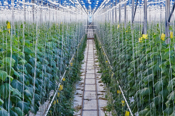 CASTRAVEȚI ÎN PRODUCȚIA DE SERE