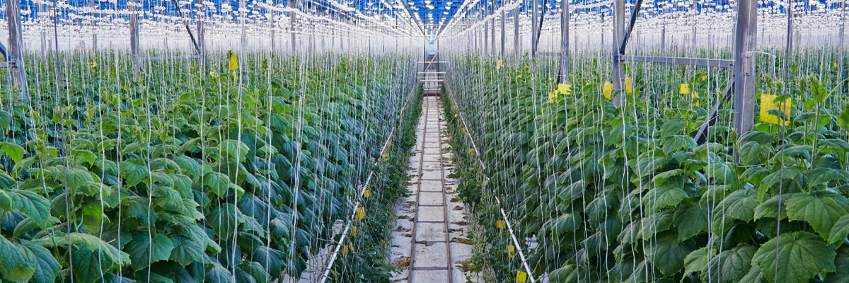 CASTRAVEȚI ÎN PRODUCȚIA DE SERE