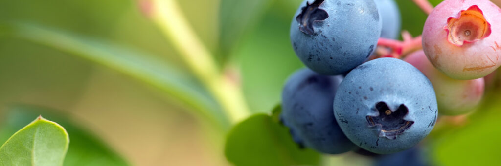 BLUEBERRY FRUIT