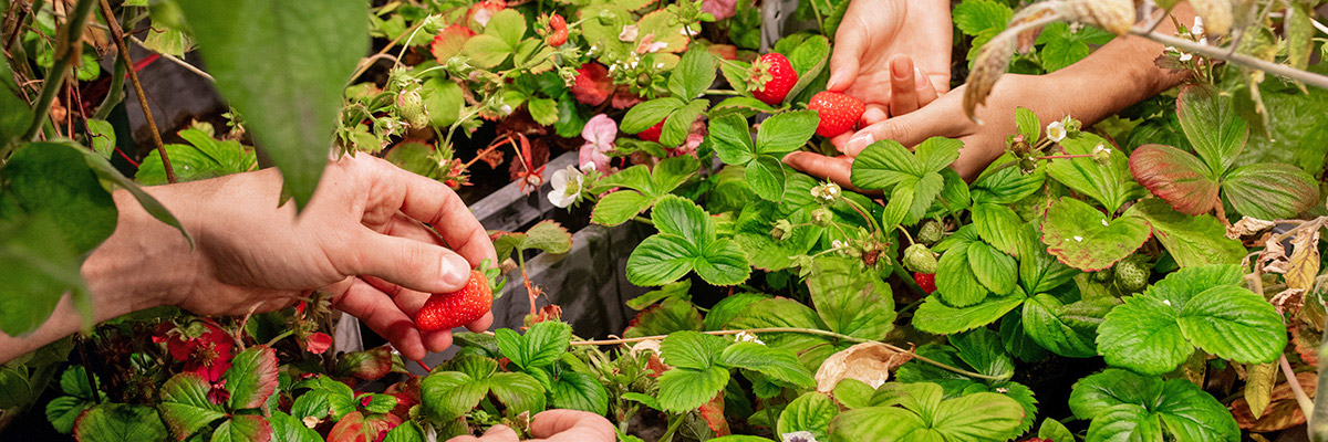 strawberries strawberries