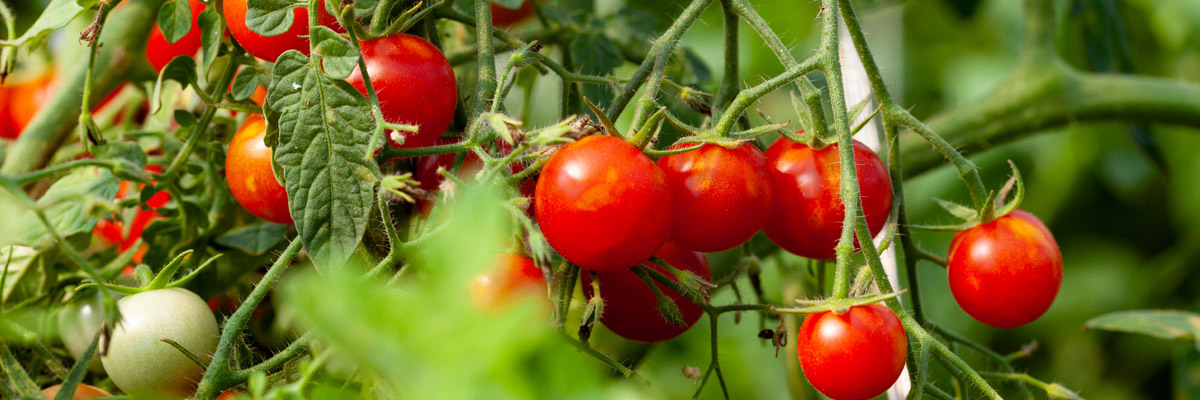 paradižnik2 paradižnik