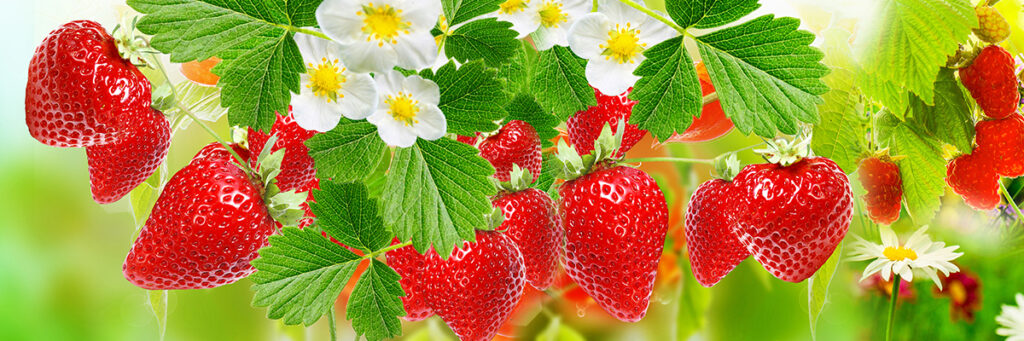 STRAWBERRIES