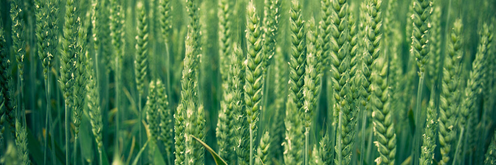 ПШЕНИЦА