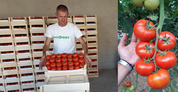 помидор помидор