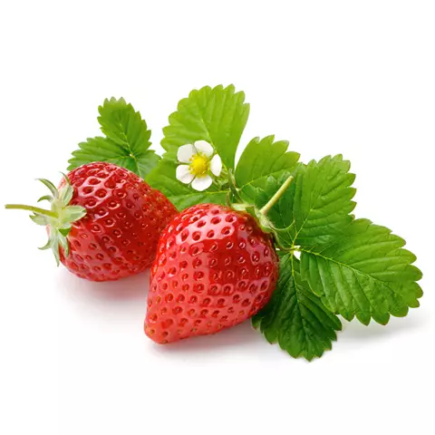 Fitofert-fruit-strawberry-feeding-program STRAWBERRY